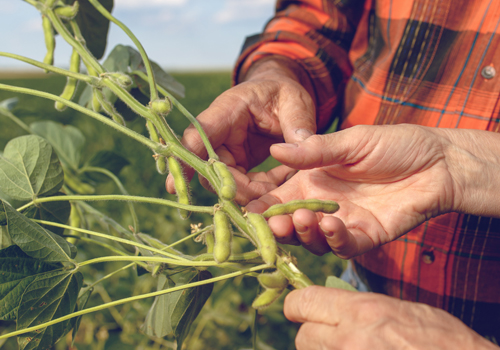 Building a Sustainable Food Supply Chain | KerryDigest