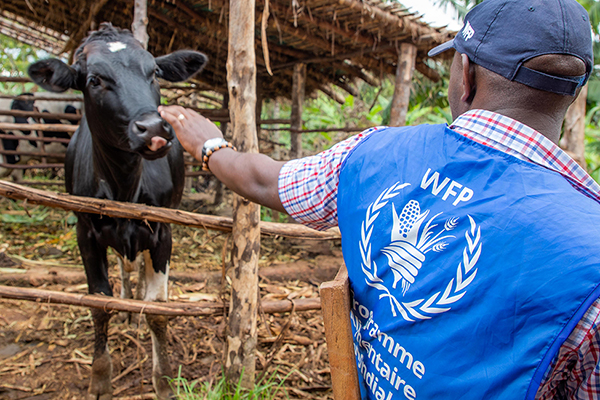 WFP participant petting a dairy cow