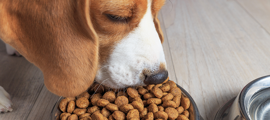 Beagle eating plant-based pet food