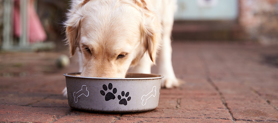 lab eating from bowl