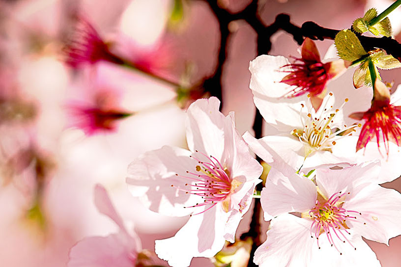 spring-cherry-blossoms-thumb